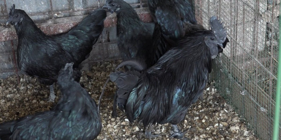 Crne kao noć, skupe kao zlato! Samo jedna košta 5.000 evra!