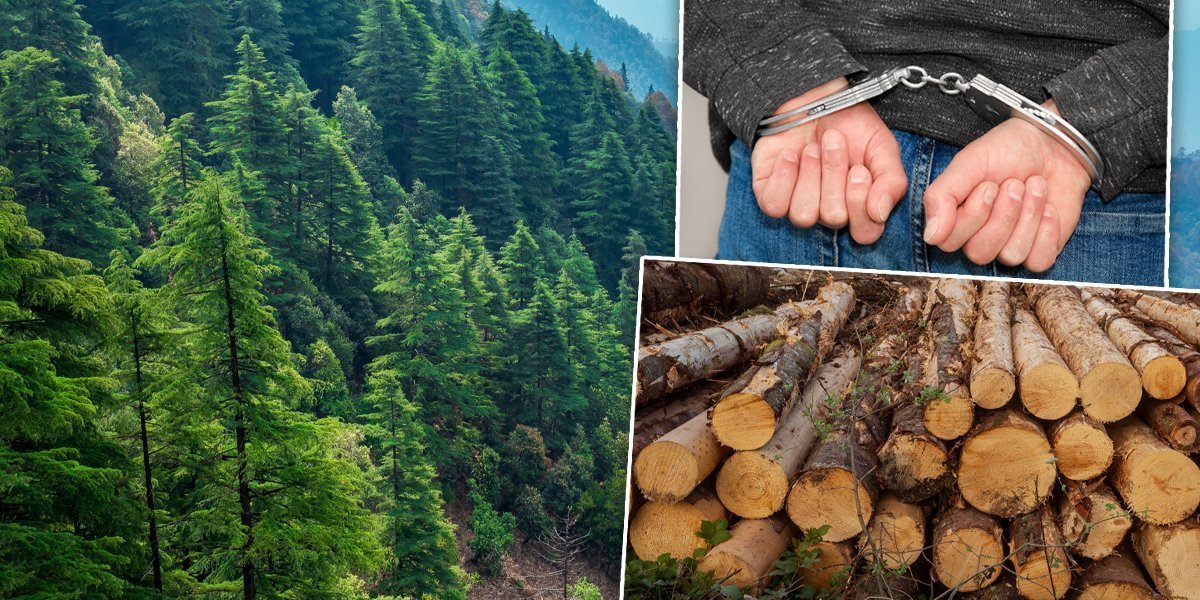 Posekli stabla, pa napunili prikolicu! Uhapšeni muškarci u šumskoj krađi!