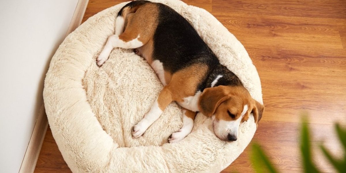 Čišćenje kreveta psa je obavezno! Veterinar objašnjava zašto je to ključno za zdravlje