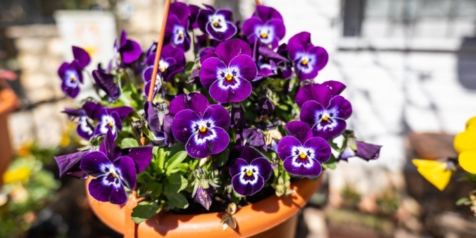 3 najlepša jesenja cveta: Sade se u septembru, a ulepšavaće balkone tokom tmurnih dana