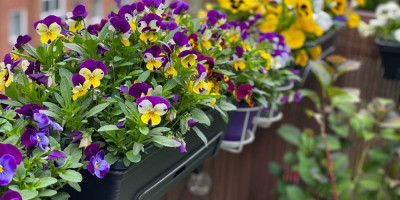 Cveće nije samo prelepa dekoracija, već nosi jedinstvenu simboličku moć. Prema verovanjima, ljubičice mogu da privuku ljubav.