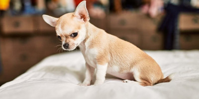 Veterinarska sestra je podelila listu pet najarogantnijih rasa pasa.