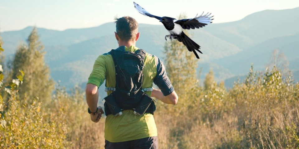 Svrake u Beogradu poludele! Napadaju prolaznike, a evo kako da se zaštitite