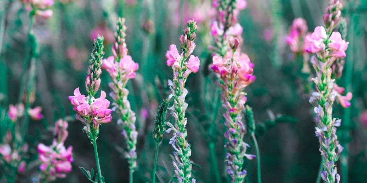 Biljka koju nazivaju cvetom besmrtnosti! Hitler je po nju u Rusiju slao tajnu ekspediciju - mnogi su doživeli duboku starost