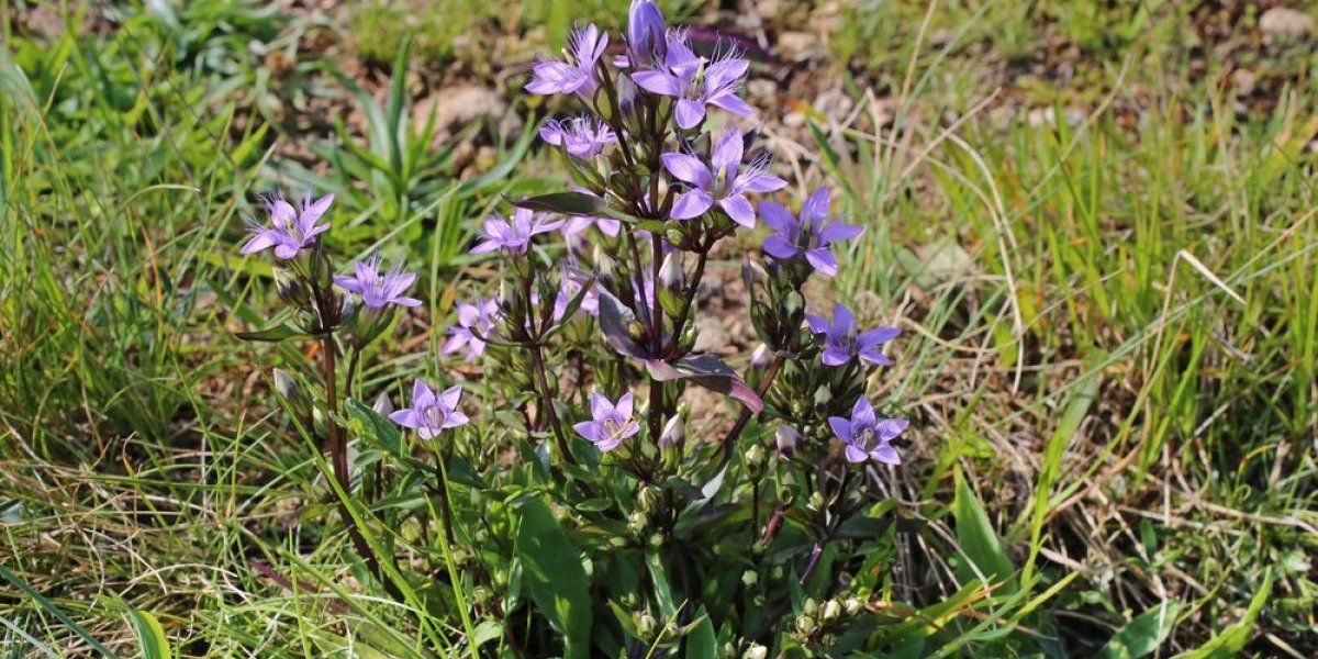Čaj koji pokreće probavu i vraća energiju! Gotovo je nestao iz upotrebe, a koristile su ga naše bake