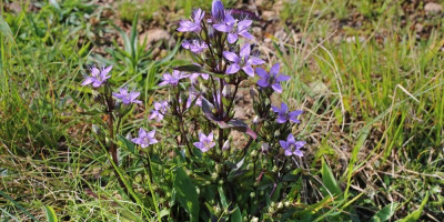 Kičica je blagotvorna biljka koju su naši preci rado koristili, a danas je gotovo zaboravljena.
