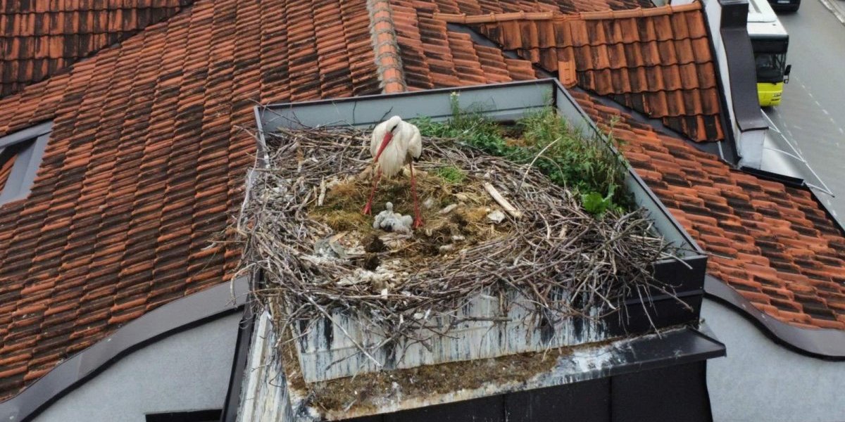 Neverovatna scena na krovu u Prokuplju! Šta sve ima u rodinom gnezdu! (VIDEO)