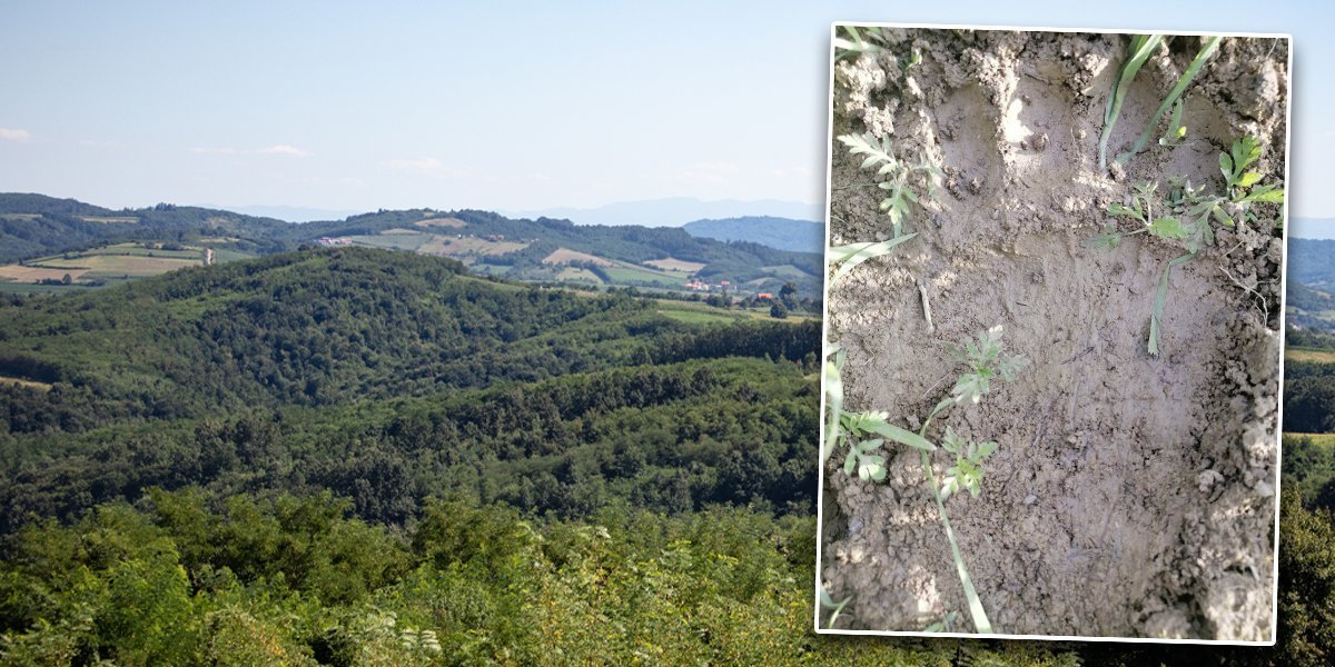 Poslednji put viđena u nedelju! Velika zver se približila srpskim selima!