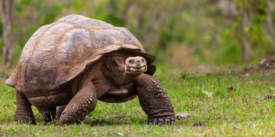 Galapagoska kornjača po imenu Mami, koja je najstariji stanovnik Zoološkog vrta u Filadelfiji, po prvi put je postala majka u 97. godini. Postala je najstariji pripadnik svoje vrste koji je ikada postao roditelj, čime je obeležila važnu prekretnicu za budućnost ove ugrožene vrste.
