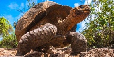 Kako ne bi ometala radnike koji su menjali mrežu na kliznim vratima, Laura je odlučila da izađe iz kuće. Međutim, tokom njenog odsustva njen ljubimac, kornjača po imenu Tanki, probudila se iz zimskog mirovanja.