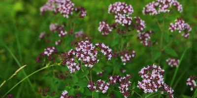Origano voli sunce, toplinu i suvlja tla, što ga čini idealnim za klimatske uslove u našim krajevima.