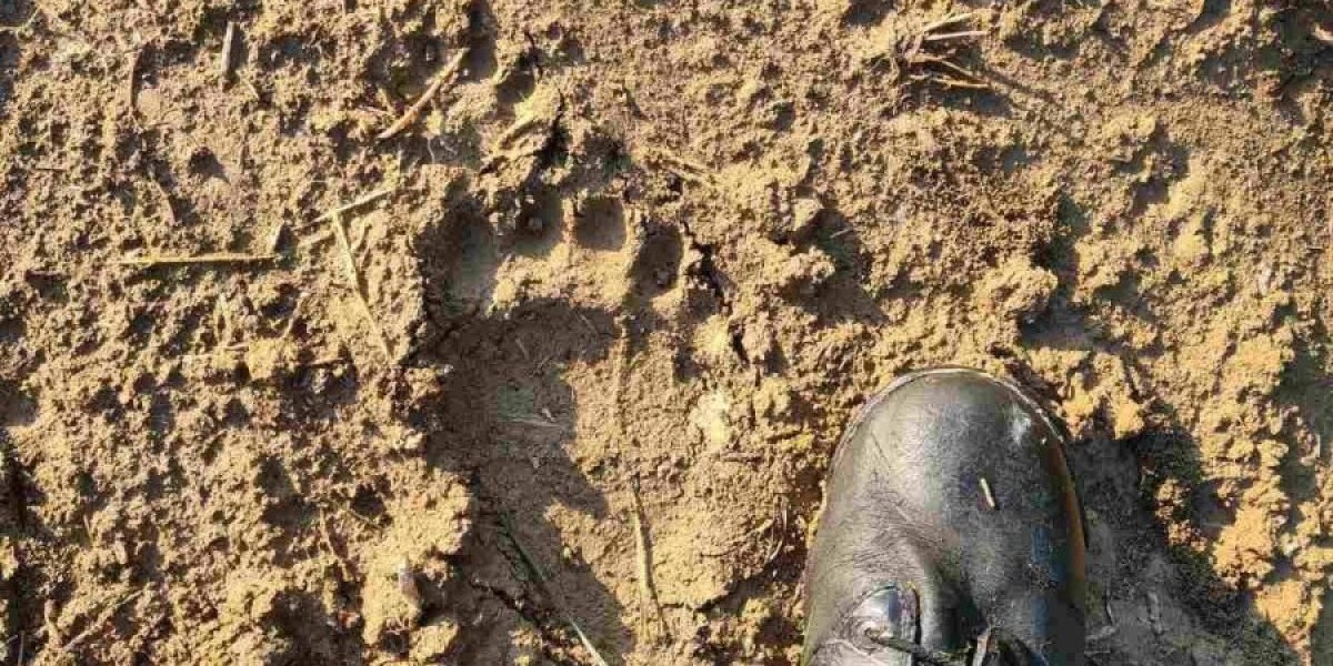 Gladna zver u potrazi za hranom napravila lom! Lovci joj ušli u trag