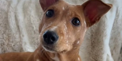 Fotografije i snimci udomljenog psa koji liči na Bambija iz istoimenog animiranog filma osvojili su internet.