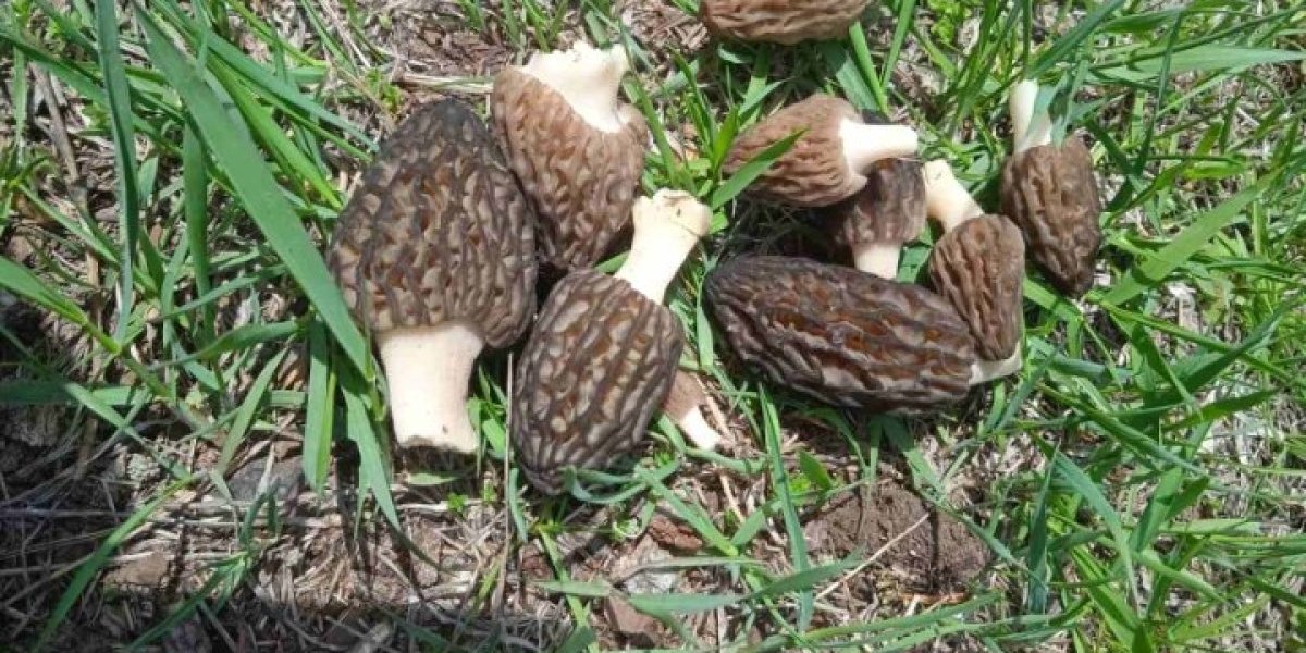 Nije tartuf, ali košta kao da je zlato - Trk u zlatiborski kraj po zaradu