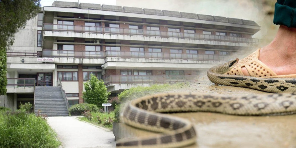 Čoveka ujela zmija u centru Kragujevca! Užas na ulici, pojavila se na trotoaru pa napala prvog koji je naišao (FOTO)