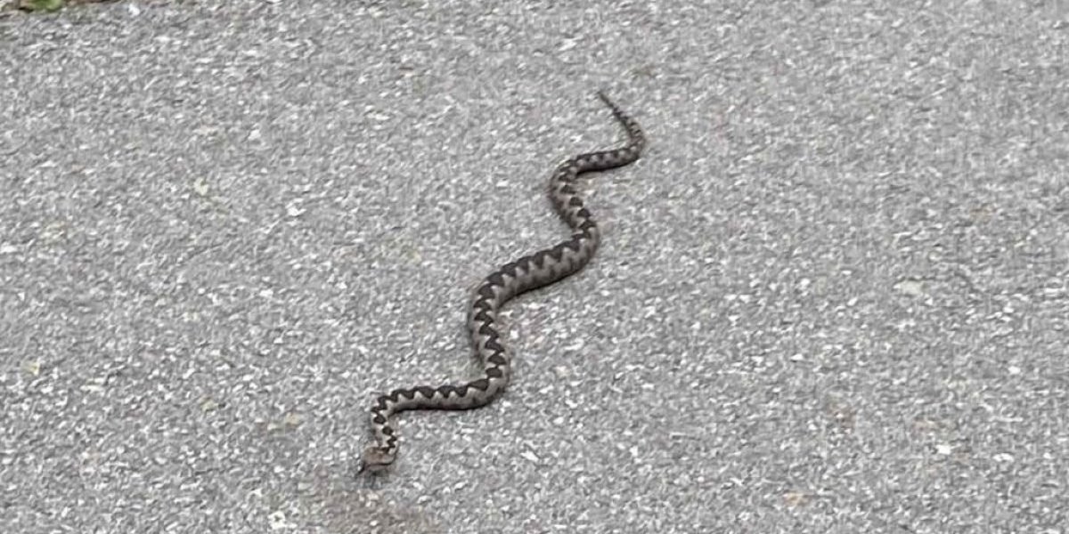 Voda, zelenilo i beli kamen su prirodno stanište zmija