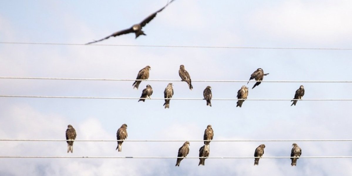 Ptice eksplodiraju u vazduhu, niko ne zna zašto: Misteriozna pojava potresa američki gradić (VIDEO)