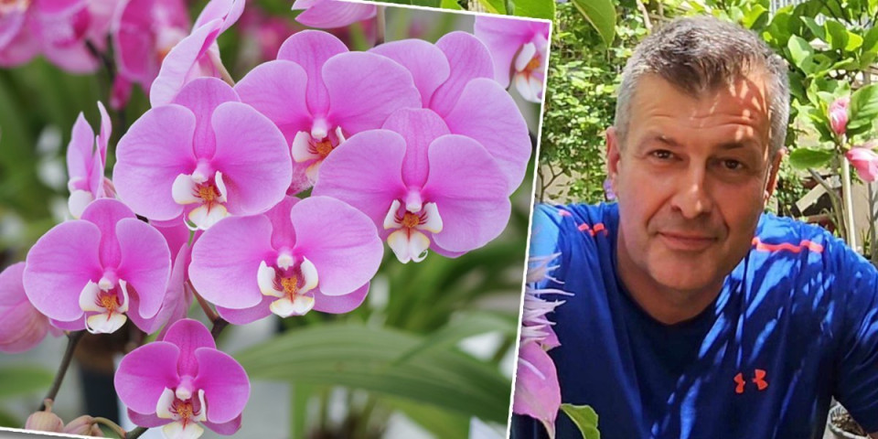 Pravilna prihrana orhideja: Baštovan otkrio da li je zeleni čaj dovoljan da cvetaju kao lude