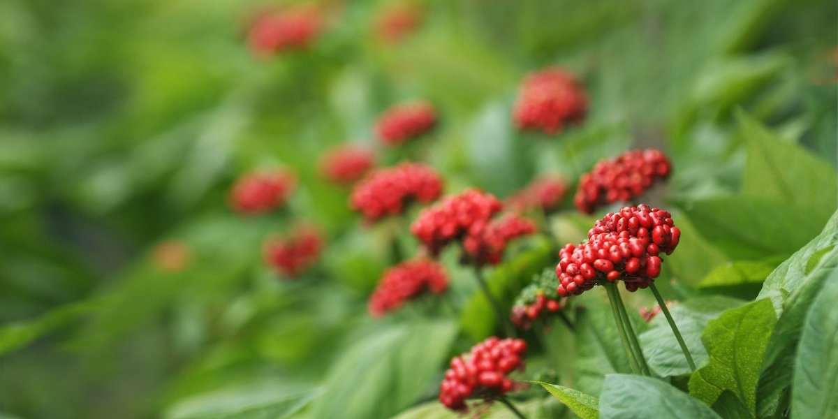 Kilogram košta i po nekoliko hiljada evra: Muškarci poludeli za biljkom koja odlično uspeva u Srbiji