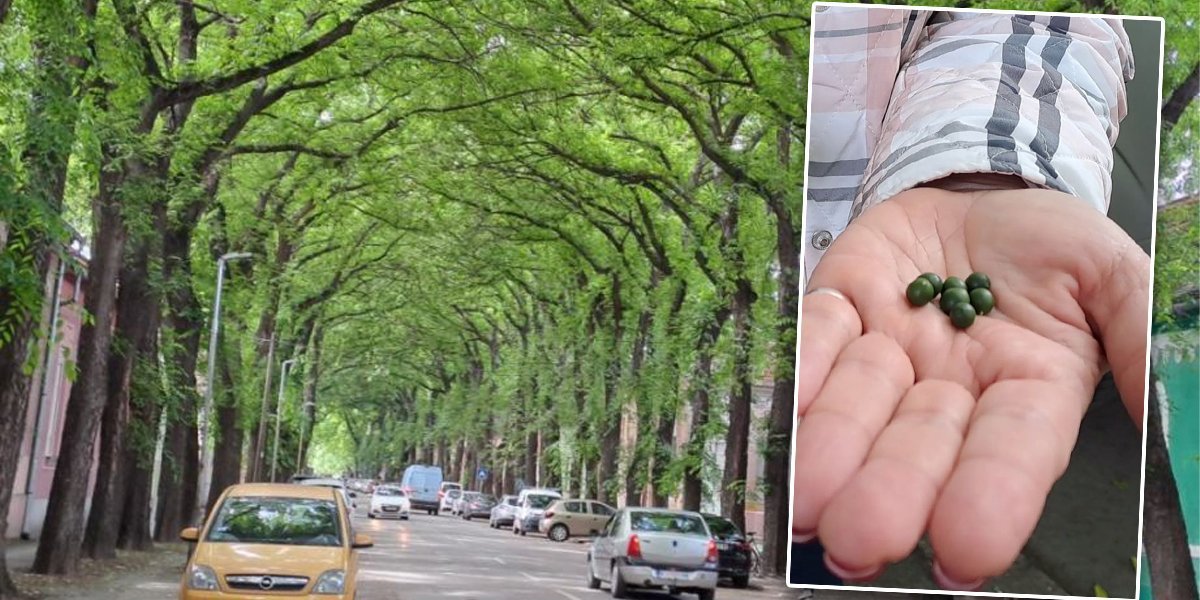 Da li znate šta su pincike? Nije ništa vulgarno