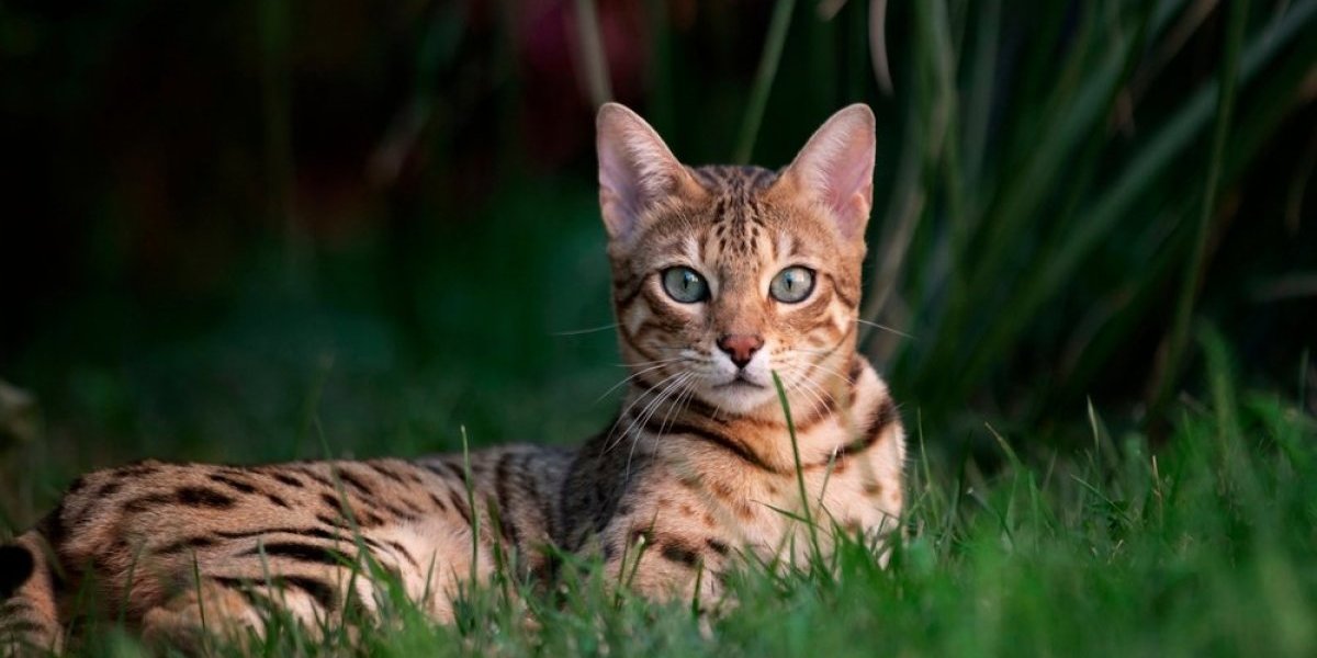 3 vrste mačaka koje su genijalci, a jedna od njih je bila ljubimac faraona (FOTO/VIDEO)