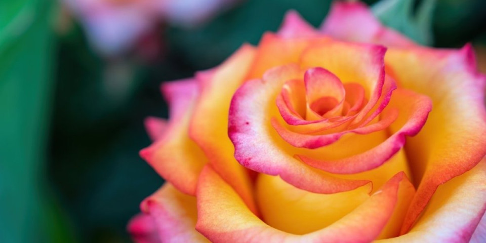 Zaboravite na žuto lišće– Evo tajne da ruže cvetaju kao lude