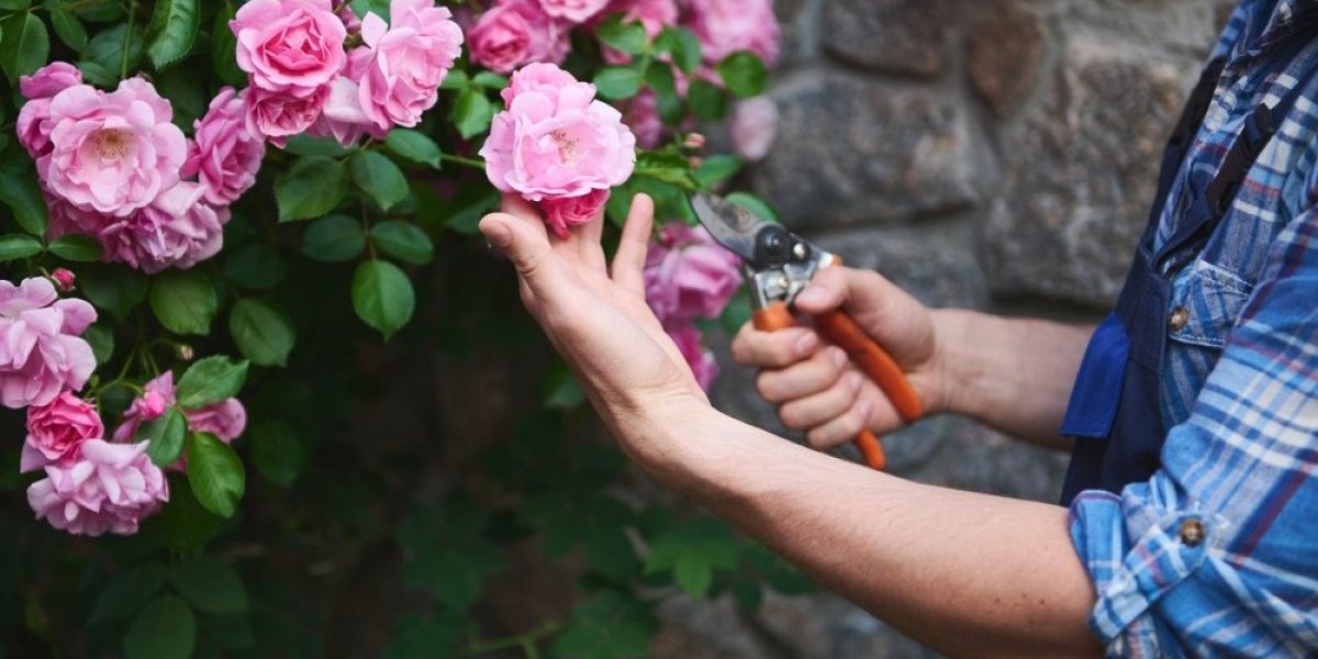 Stvar koju svi bacamo ubrzava cvetanje ruža: Iskusni baštovani otkrili trik