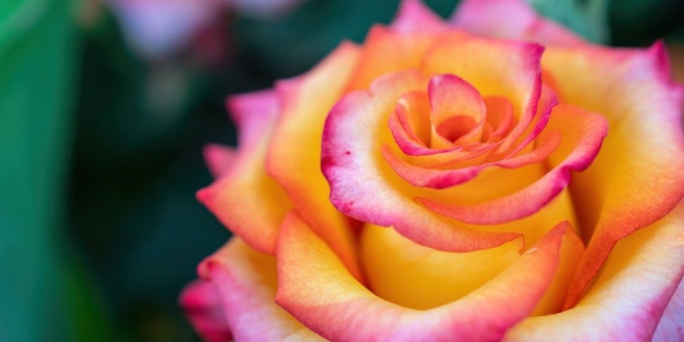 Nega ruža nakon obilnih padavina - Uz nekoliko saveta osigurajte cvetanje tokom celog leta