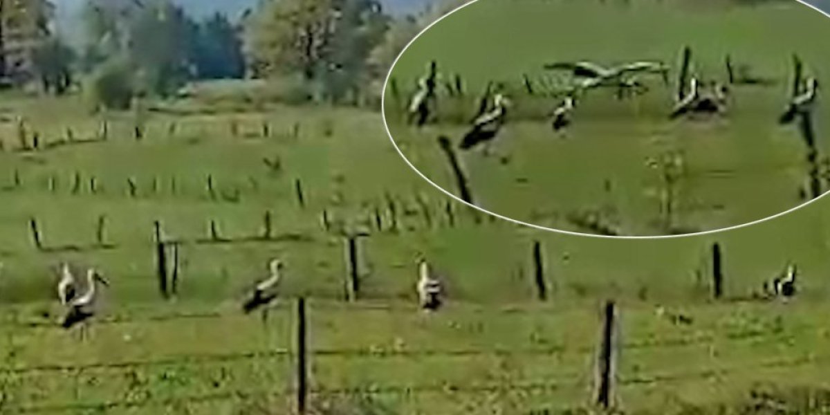 Senzacijia u Šljivovici, nikad ih nije bilo ovoliko na jednom mestu! Ni najstariji ovo ne pamte, ali zadovoljno trljaju dlanove (VIDEO)