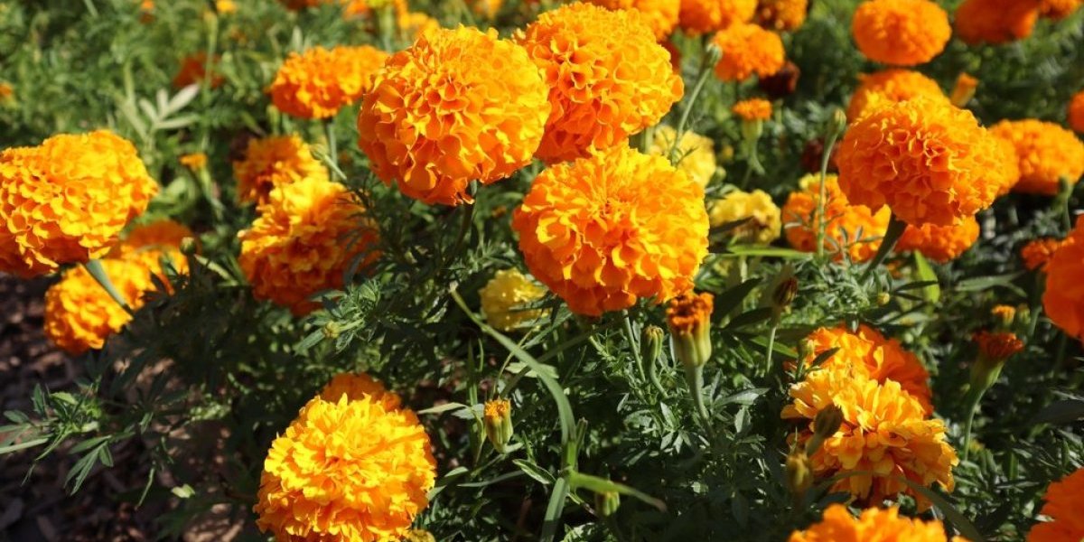 Ulje od kog cveće buja kao ludo: Evo kako da ga pravilno koristite kao prihranu za biljke