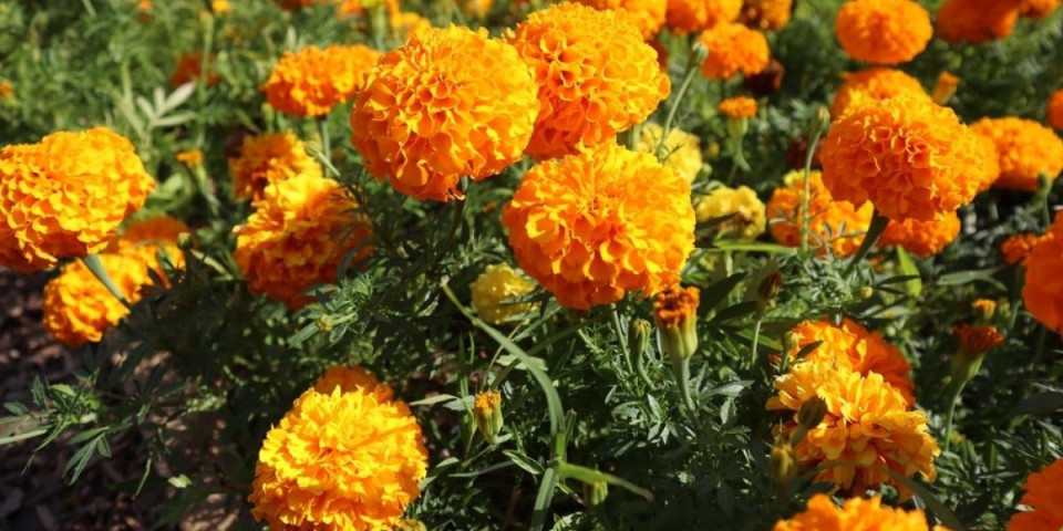 Ulje od kog cveće buja kao ludo: Evo kako da ga pravilno koristite kao prihranu za biljke