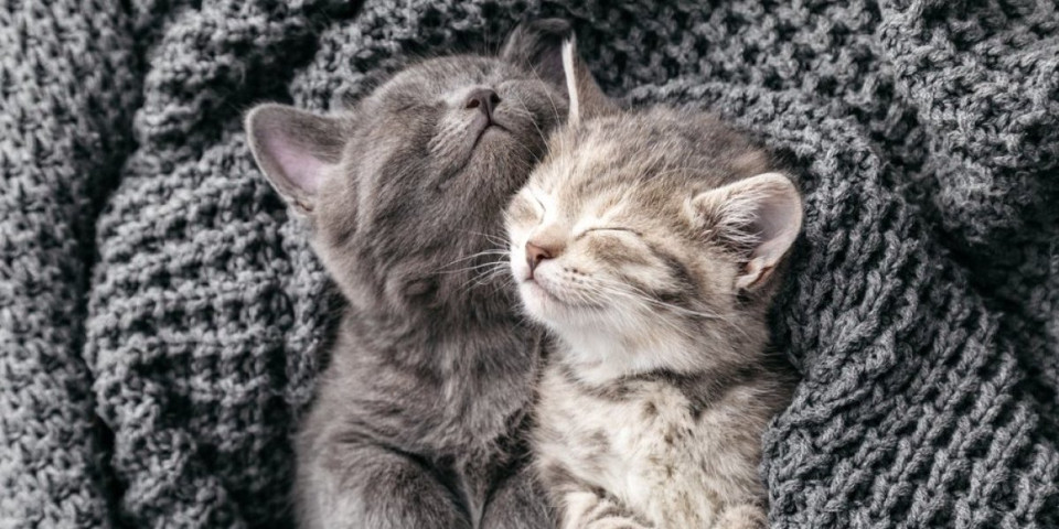 Mačke 70 odsto svog života prespavaju: Pravi su umetnici opuštanja, a razlog je interesantan