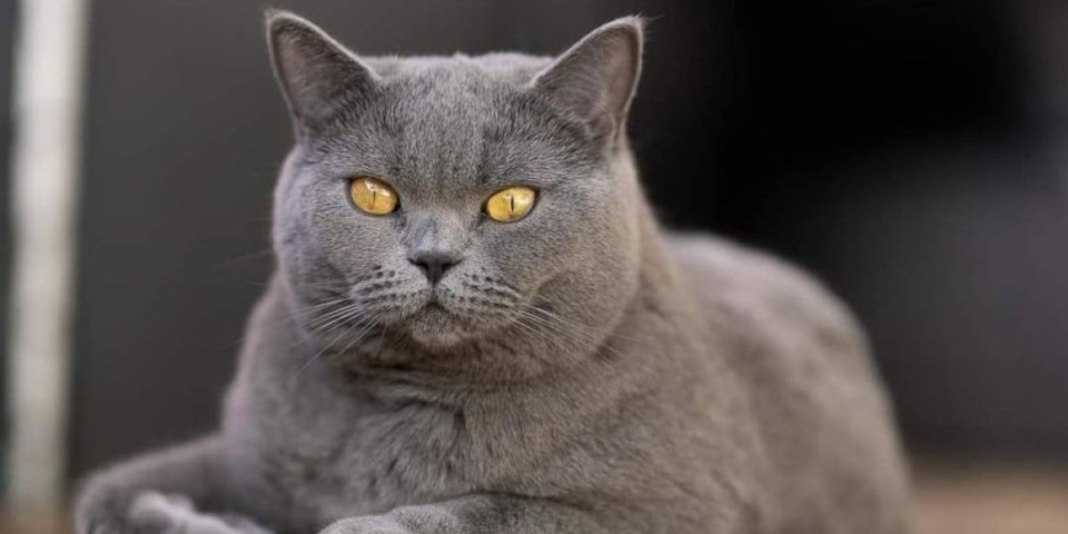 Razlog će vas  oboriti sa nogu - evo šta znači kada vas mačka gleda pravo u oči