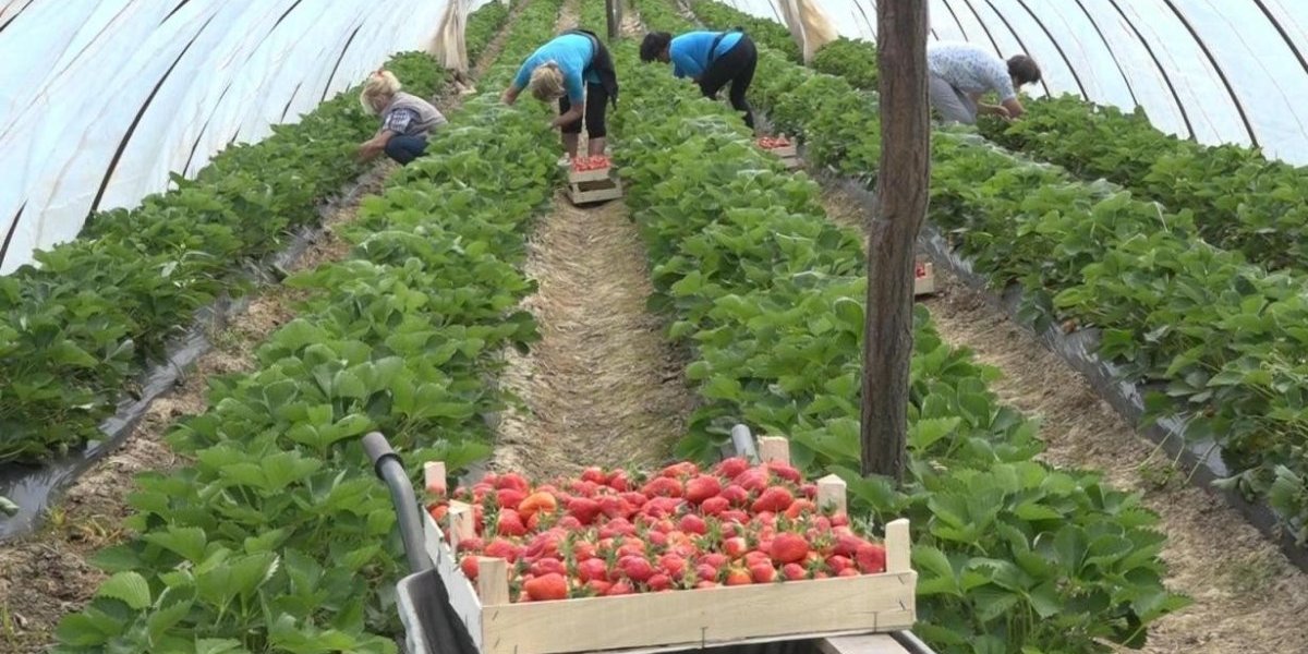 Da li se isplati? Evo koliko dnevno zarade berači jagoda