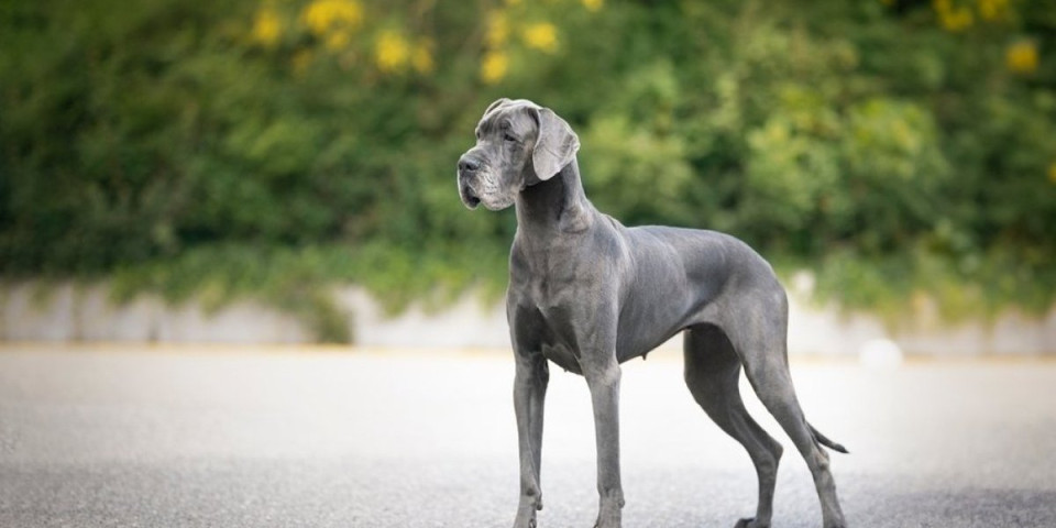 Susret najvećeg i najmanjeg psa hit na mrežama - Snimak o kojem ne prestaje da se priča (VIDEO)