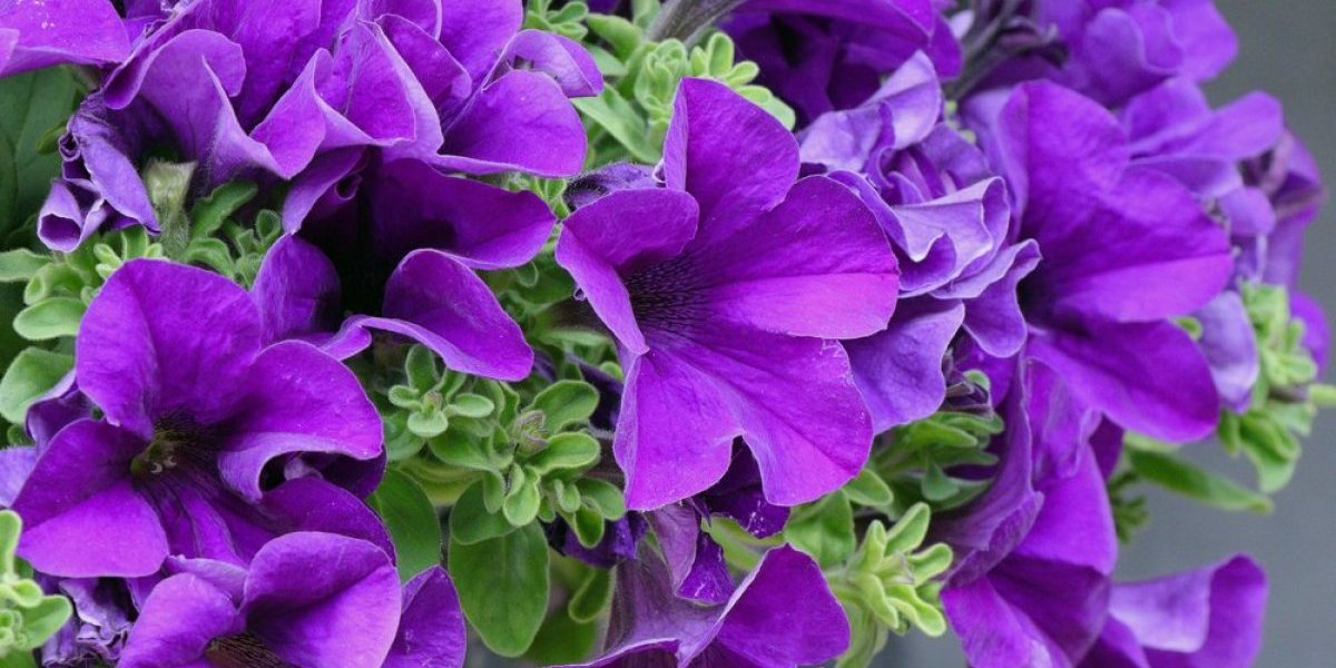 Jedna vrsta petunije cveta sve do jakih mrazeva - Raskošna i mirisna biljka (FOTO)