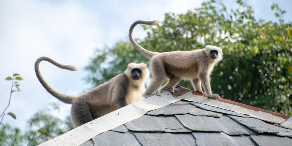 Majmunu napali vile bogataša u Kejptaunu, na terenu bersni pravi rat, puca se na sve strane: Kao da smo na "Planeti majmuna"