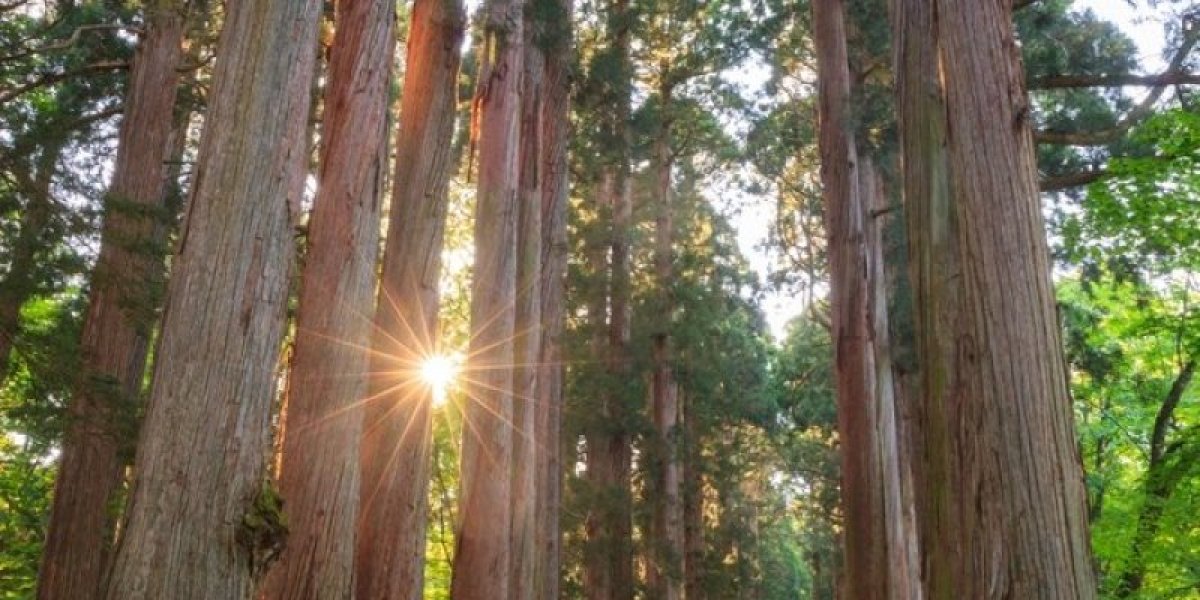 Čarobno drvo za svaki dom: Morate ga imati u svom dvorištu (FOTO)