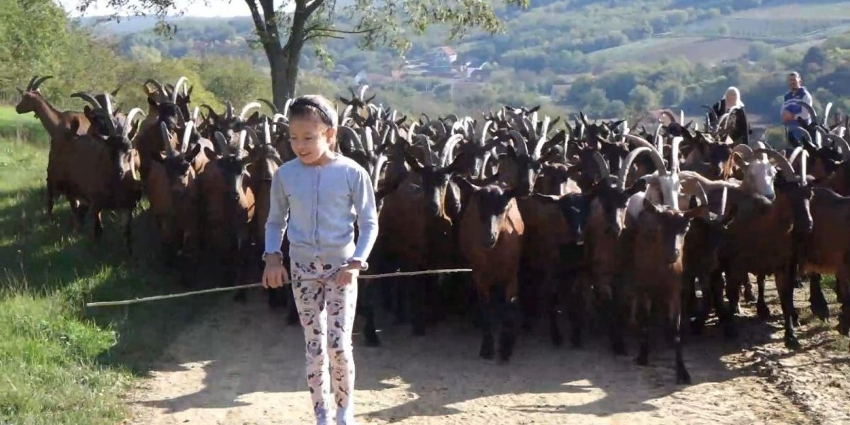 Mala Anastasija čuva 130 koza! I ništa joj ne fali