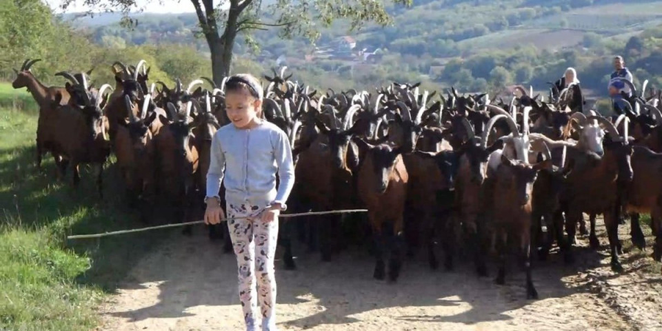 Mala Anastasija čuva 130 koza! I ništa joj ne fali
