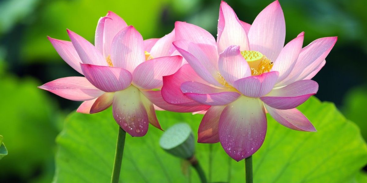 Egzotični cvet opojnog mirisa - Zasadite ga sada i bujaće kao lud celog leta (FOTO)