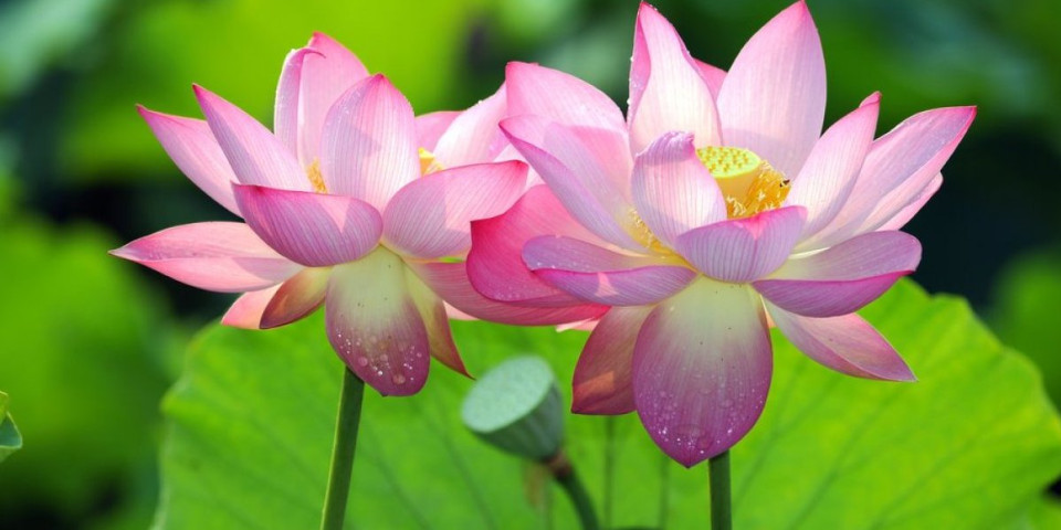 Egzotični cvet opojnog mirisa - Zasadite ga sada i bujaće kao lud celog leta (FOTO)