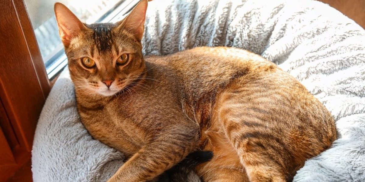 3 rase mačaka koje su pravi genijalci - Znatiželjne i inteligentne, brzo uče razne trikove (FOTO)