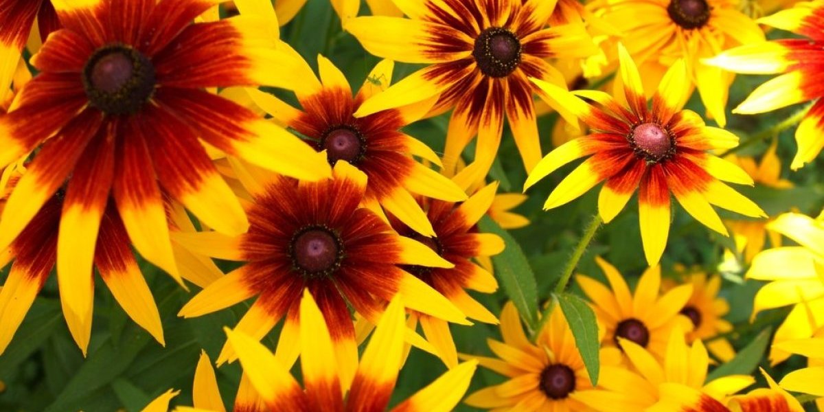 Raskošni cvet koji je otporan i na najveću sušu - ne zahteva svakodnevnu negu i lako se održava (FOTO)