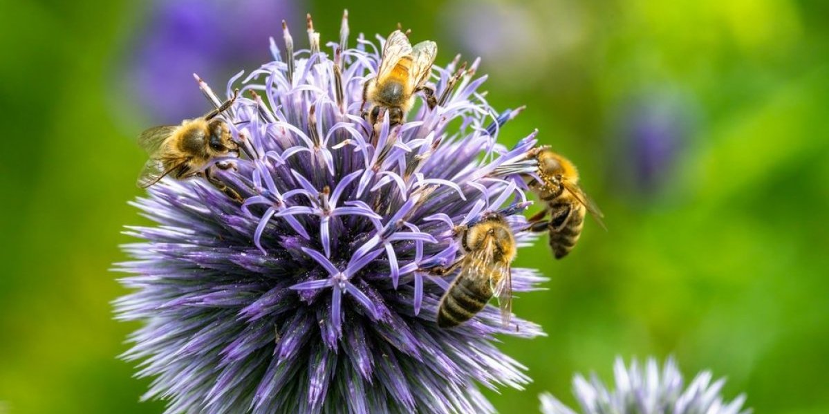 Ne mašite rukama i ne vrištite - Samo je 1 uspešan način da se odbranite od pčela