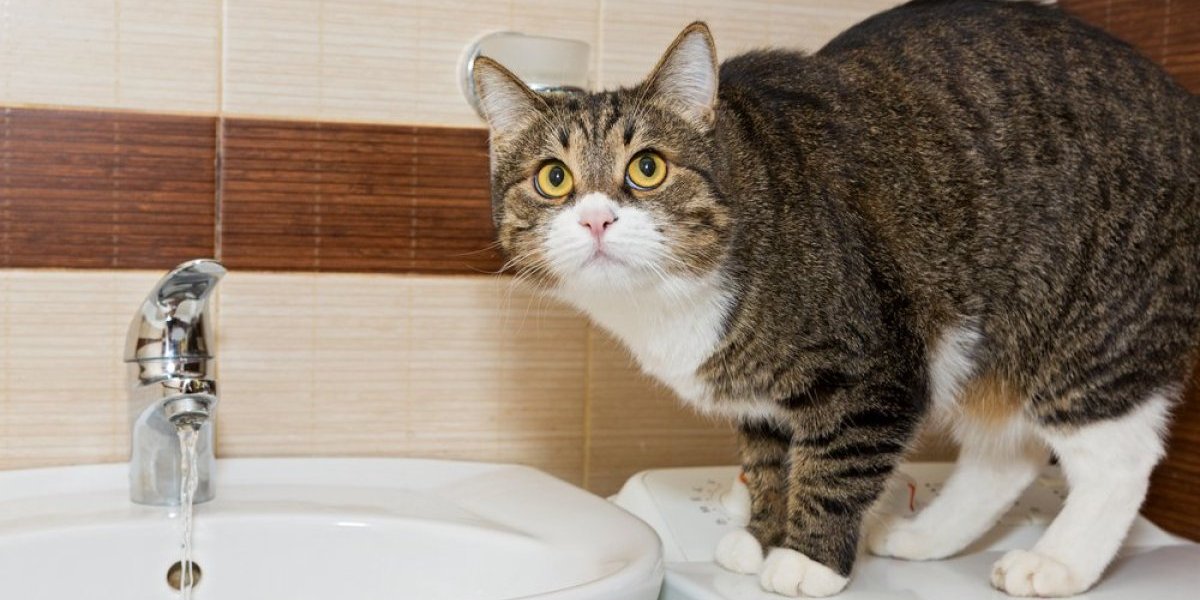 Mačak Paja postao internet senzacija: Način na koji pije vodu oduševio svet (VIDEO)