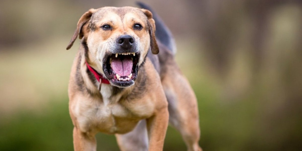 Zašto psi laju na neke ljude? Stručnjaci otkrili razlog - iznenadićete se