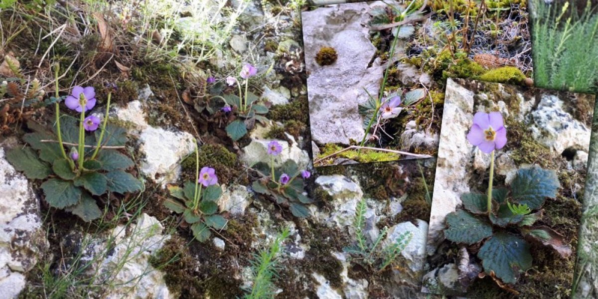 Oživi ih kap vode! Feniks biljke procvetale u Jelašničkoj i Sićevačkoj klisuri, nama su dobro znane (FOTO)