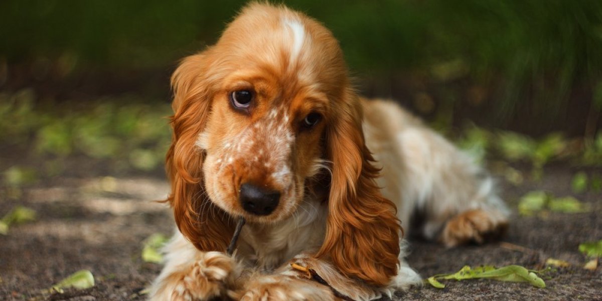 Opasni izazovi sa psima sve popularniji - Brojke pregleda samo rastu, a može da se završi traumom (VIDEO)