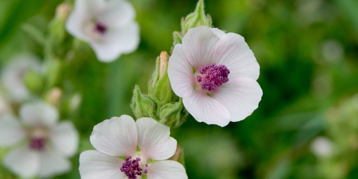Biljka prelepih cvetova koja ne zahteva previše nege - Najkorisniji cvet koji morate imati u bašti (FOTO)